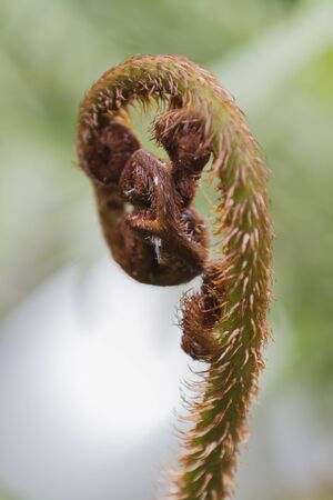 tree in the parkの写真素材
