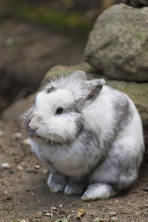 rabbit in the forestの写真素材