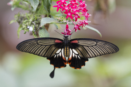 butterfly on flowerの写真素材