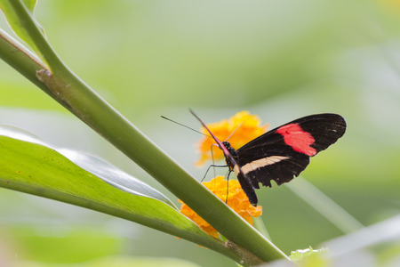 butterfly on flower