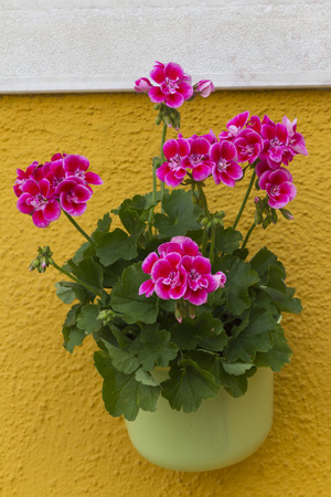 flower in the vaseの写真素材