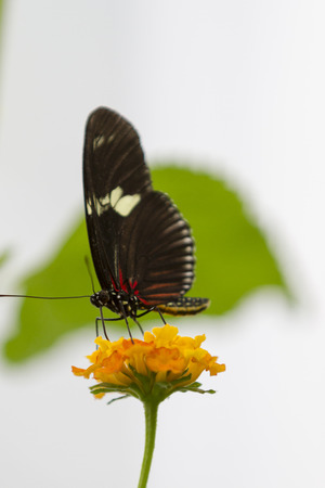 butterfly on flowerの写真素材