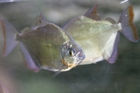 pirahna in the river