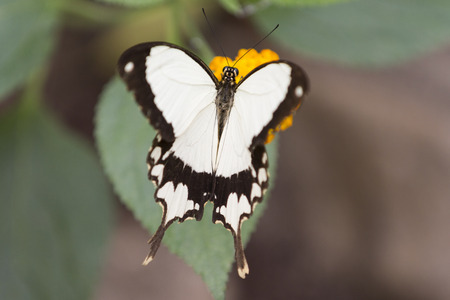 butterfly on flowerの写真素材