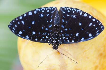 butterffly on fruitの写真素材