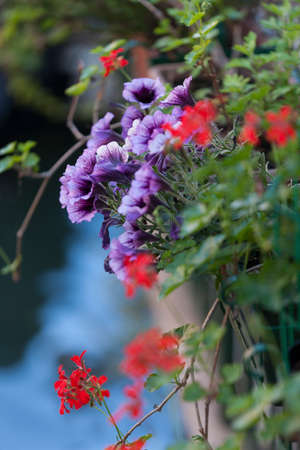 flower in the gardenの写真素材