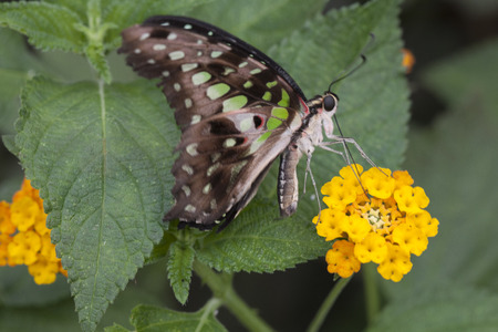 butterfly on the flowerの写真素材