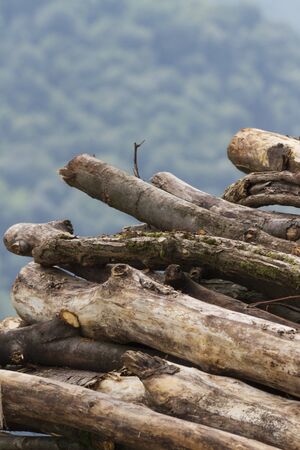 pile of wood in the mountainsの写真素材
