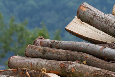 pile of wood in the mountains