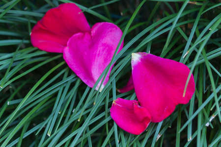 petals of roses on grassの写真素材