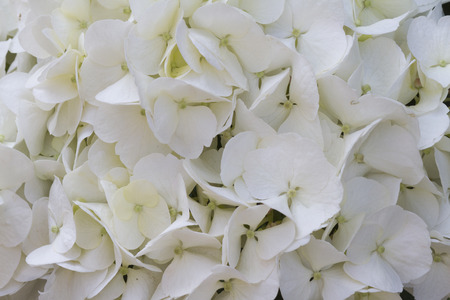 hydrangea in the gardenの写真素材