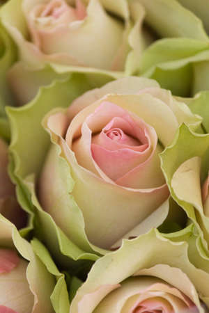 roses in the gardenの写真素材