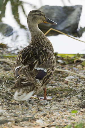 duck on lakeの写真素材