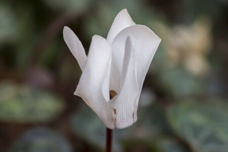 cyclamen in the gardenの写真素材