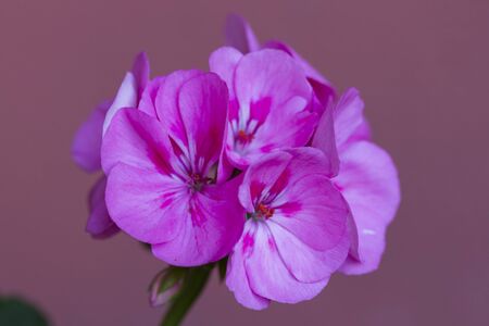 geranium in the gardenの写真素材