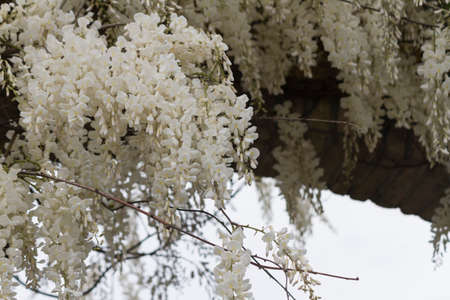 white wisteria in the gardenの写真素材