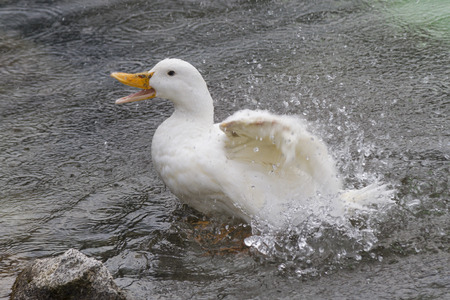 ducks on lakeの写真素材