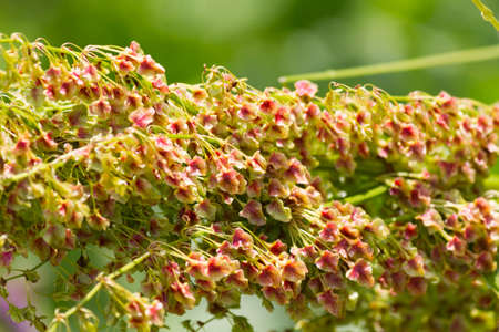 wildflower in the gardenの写真素材