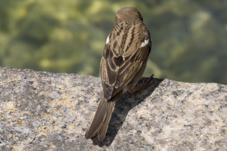 cute sparrow on lakeの写真素材