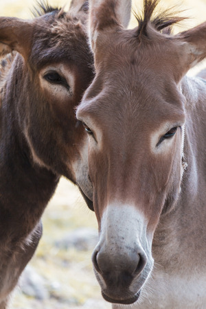 donkey in the farmの写真素材