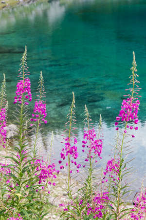 wildflower in the meadow