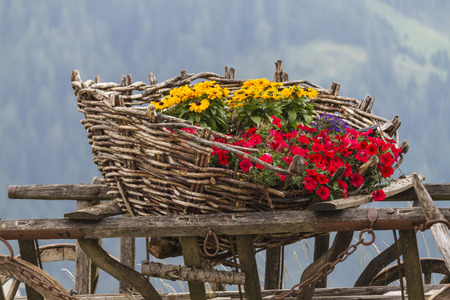 wooden cart with flowersの写真素材