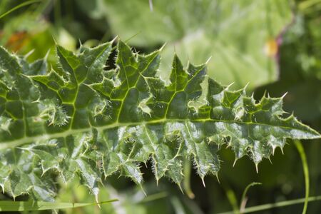 wildflower in mountainの写真素材