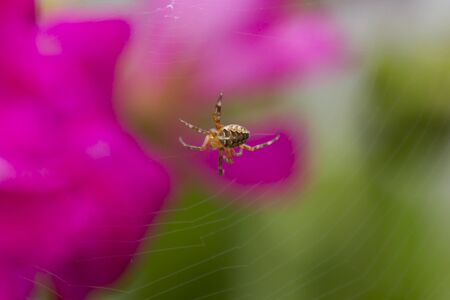 spider spinning its web on geranium