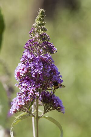 wildflower in the meadow