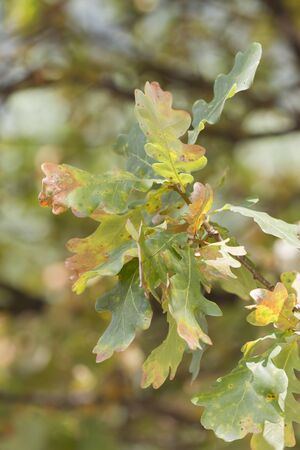 drought on plants and fields in summer