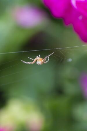 spider spinning its web on geraniumの写真素材