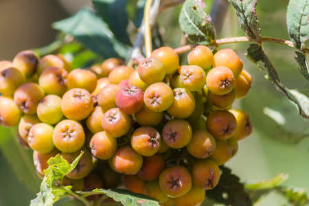 Rowan berries on tree