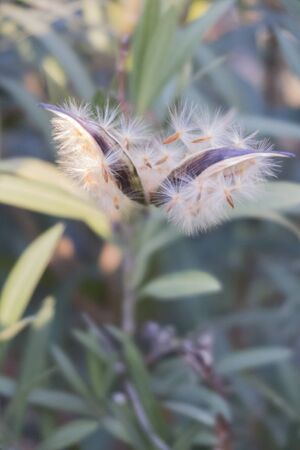 flower in autumnの写真素材