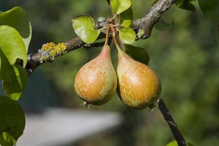 ripe pears on treeの写真素材
