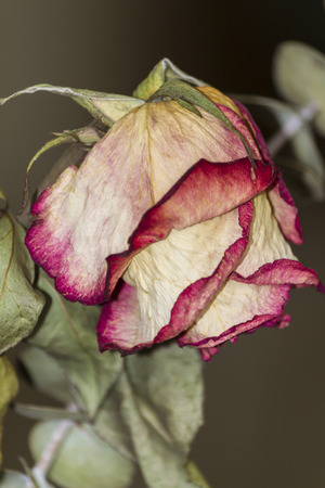 dry roseの写真素材