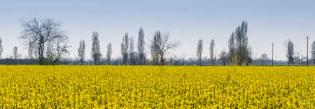 blooming field of rapeseedの写真素材