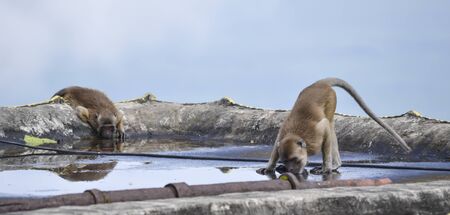 monkeys drinking in puddleの写真素材