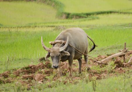 cows in the farmの写真素材
