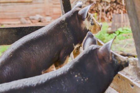 pigs in the farmの写真素材