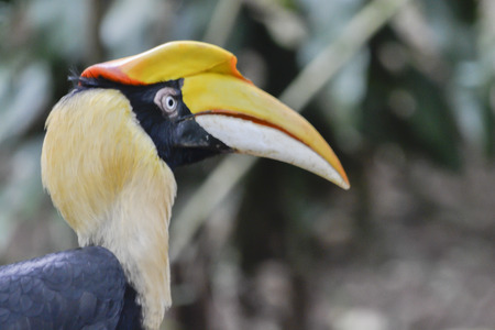 colorful pelicanの写真素材