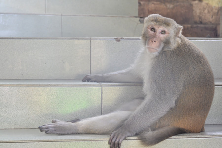 monkeys in the jungleの写真素材