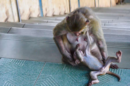 mother monkey with her littleの写真素材