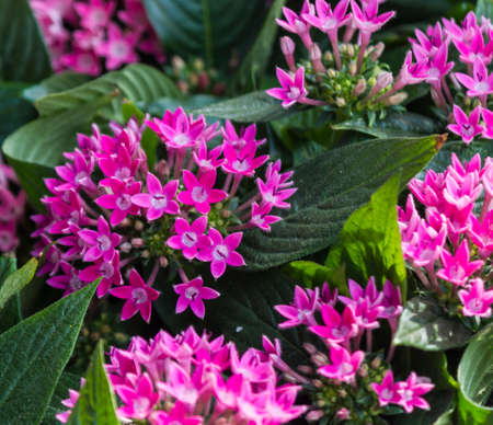 flower in the gardenの写真素材