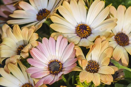 daisy in the gardenの写真素材