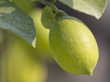 lemon and citrusの写真素材