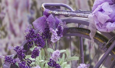 bike ride and lavenderの写真素材