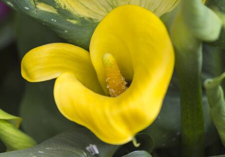 calla lily in the gardenの写真素材
