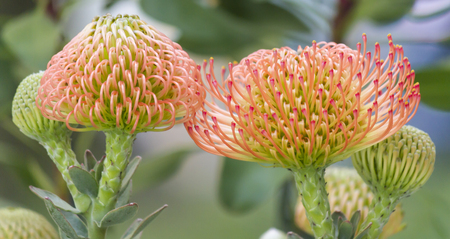 exotic plant