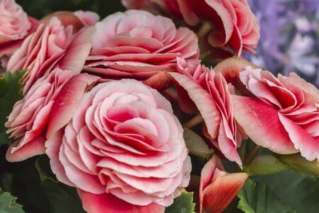 roses in the gardenの写真素材