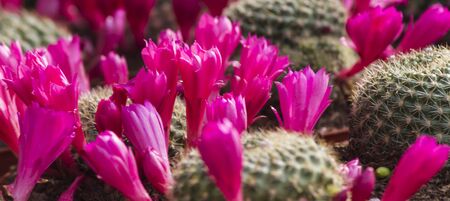 succulent plantの写真素材